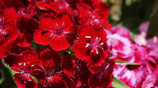 DSC02633新子安公園の花5月