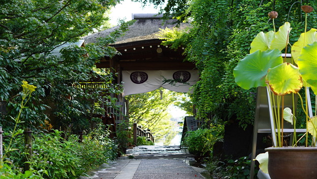 常泉寺(花寺・大和)13