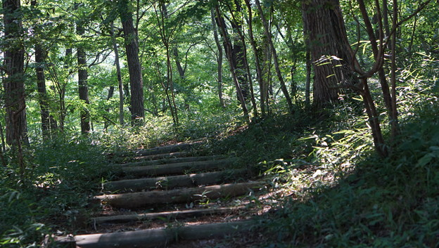 国営武蔵丘陵森林公園5