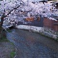 Photos: 祇園白川
