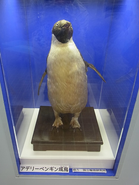 20170415 長崎ペンギン水族館 21