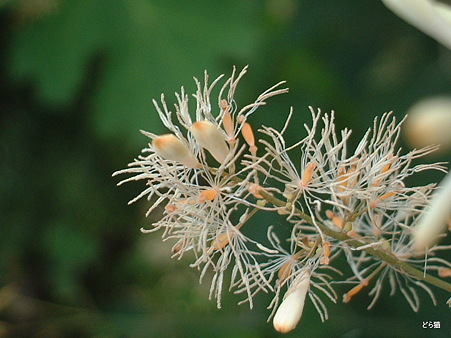 タケニグサ（Macleaya cordata (Willd.) R.Br.）