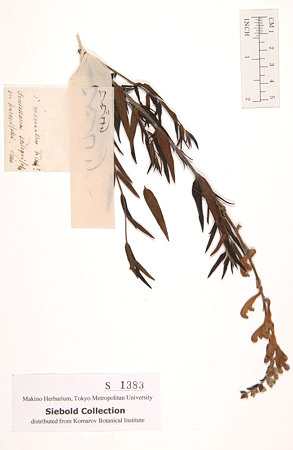 コガネバナ（Scutellaria baicalensis Georgi）