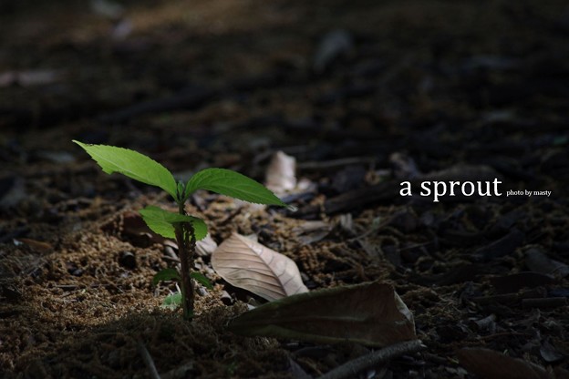 ちいさな芽。(a sprout)