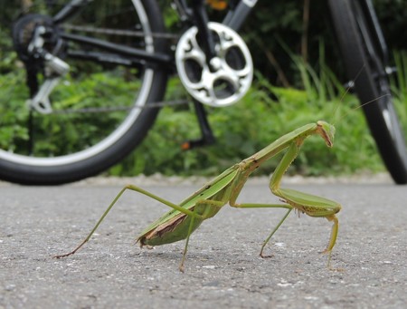 カマキリ。