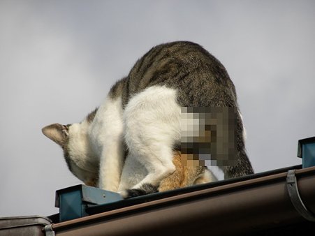 猫３