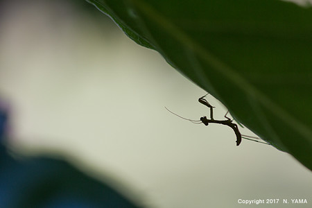 ハラビロカマキリ