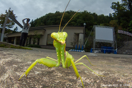 ハラビロカマキリ