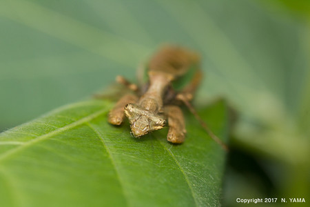 ヒメカマキリ