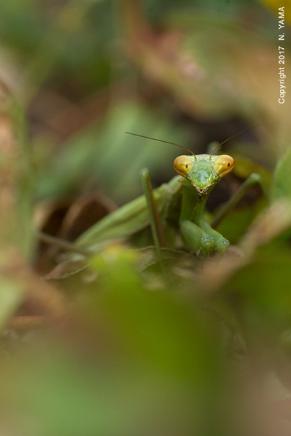 コカマキリ