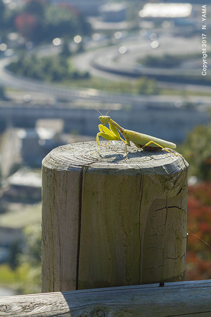ハラビロカマキリ