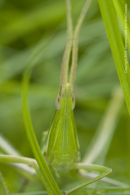ショウリョウバッタ ♀