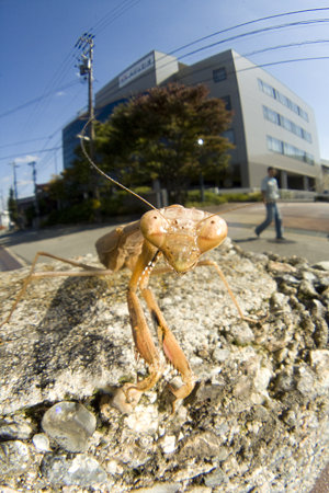 コカマキリ