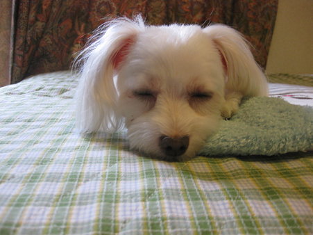zzz...zzz...~~