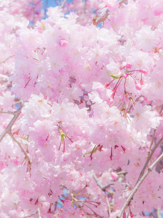 やんばい広場の桜