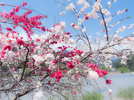 やんばい土手通りの花桃