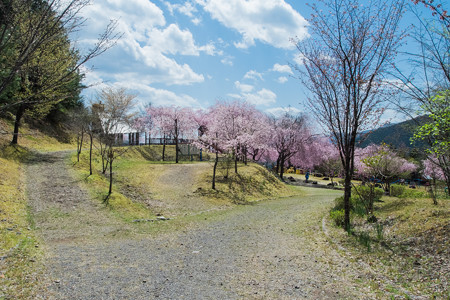 智者の丘公園 桜の花道