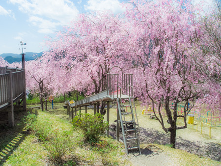 智者の丘公園 ローラー滑り台