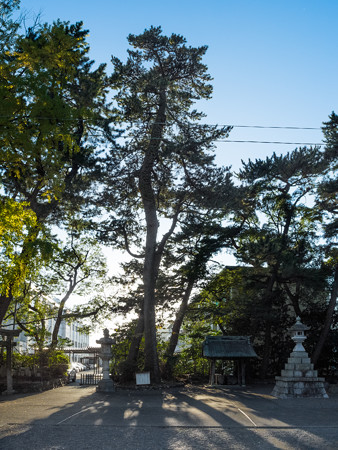 宗像神社の黒松