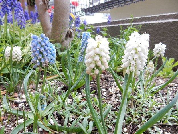 DSCN1722 白と水色 写真: DSCN1722 白と水色