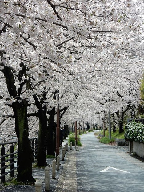 DSCN1740 桜並木 写真: DSCN1740 桜並木