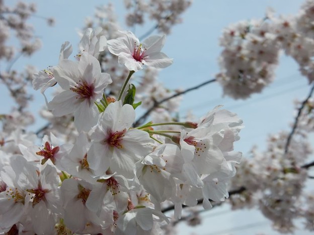 DSCN1748 いいね 写真: DSCN1748 いいね
