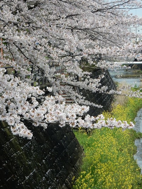 DSCN1756 桜と菜の花 写真: DSCN1756 桜と菜の花
