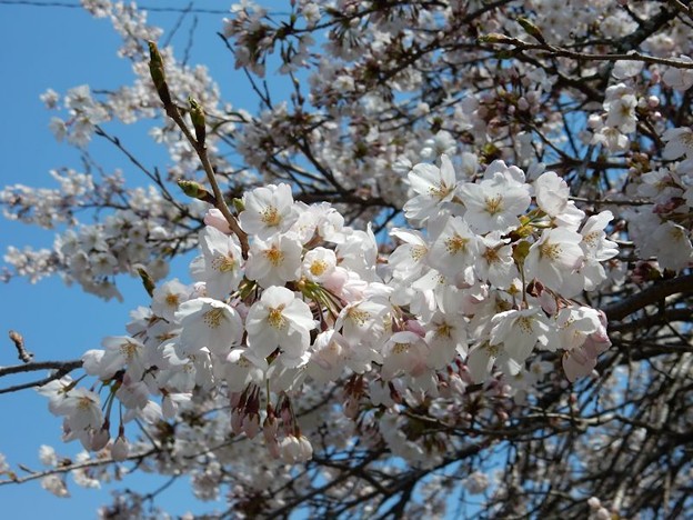 DSCN1867 ほぼ満開 写真: DSCN1867 ほぼ満開