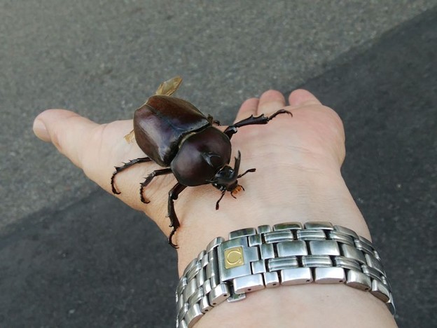 2.カブトムシ 写真: 2.カブトムシ