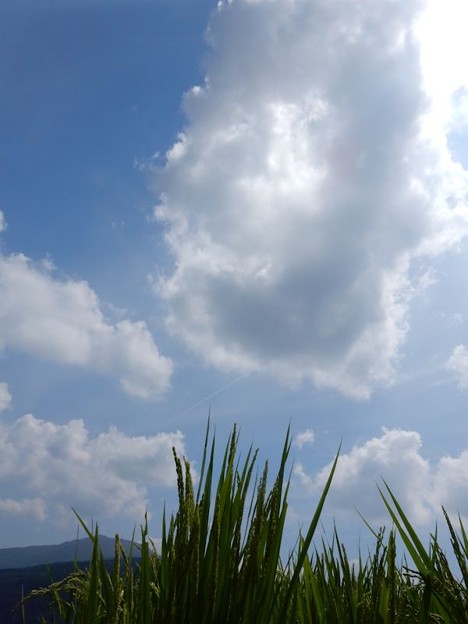12青空と稲 写真: 12青空と稲