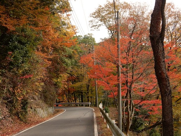 6 楽しい道 写真: 6 楽しい道
