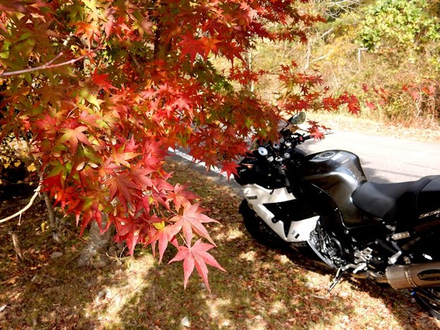 8 ZZRと 写真: 8 ZZRと