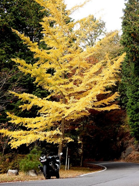 10 イチョウ 写真: 10 イチョウ