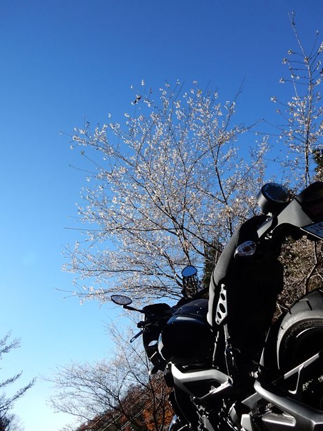 四季桜と 写真: 四季桜と