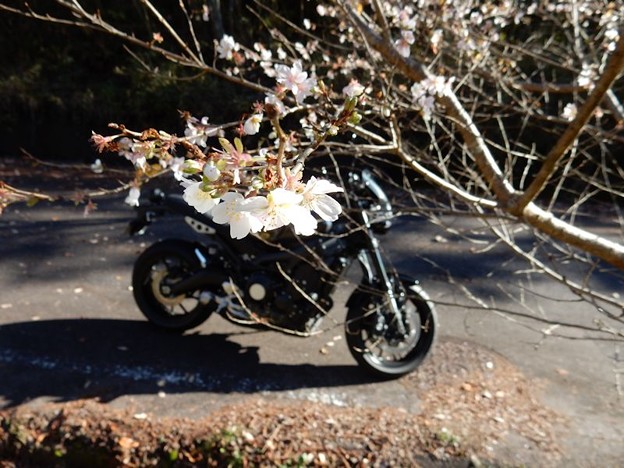 四季桜越し 写真: 四季桜越し