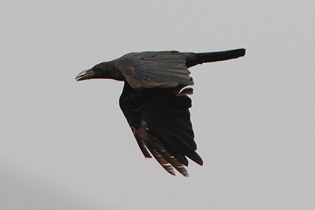 カラスは飛んでるときだけが美しい