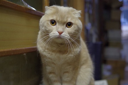 2017年12月11日のスコちゃん(オス4歳)