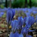 Photos: 10月に咲くブルーの花～♪