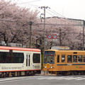 2017年４月、飛鳥山にて…(１)