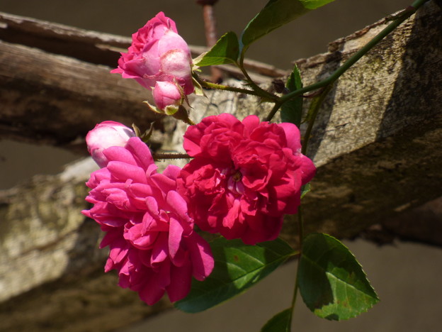 Photos: バラ棚からひょっこり花が…