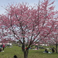 Photos: 0203舎人公園東千本桜祭り２