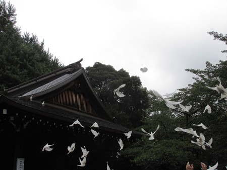 04能楽堂鳩放鳥