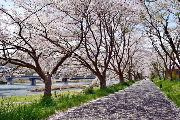 葉桜の路