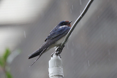 雨に濡れて