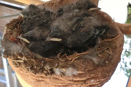 誕生12日目