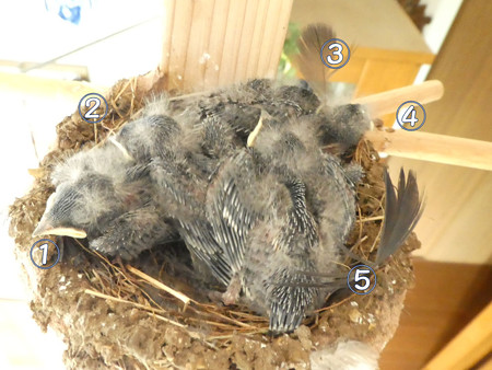 5羽さん確認