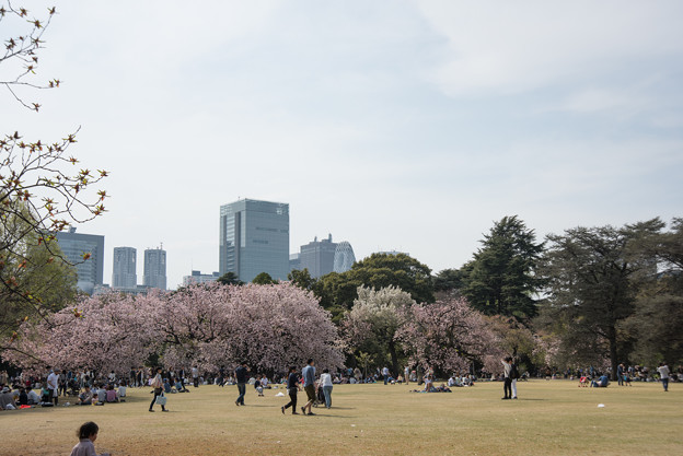 新宿御苑【後半の桜の眺め】