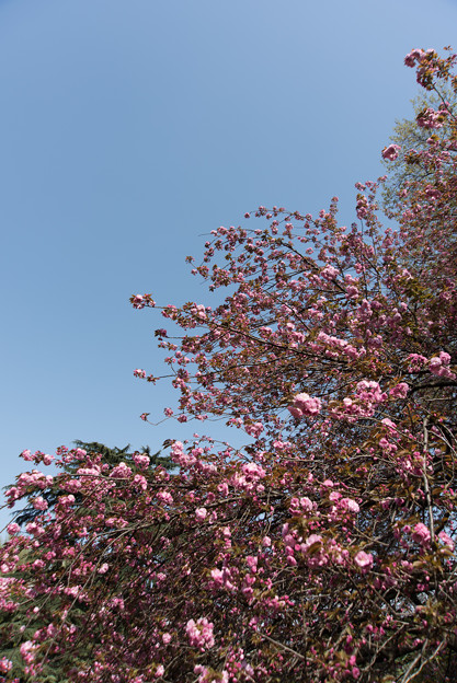 新宿御苑【桜：関山】1