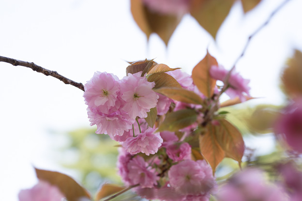新宿御苑【桜：関山】4