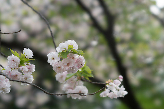 新宿御苑【桜：一葉】6